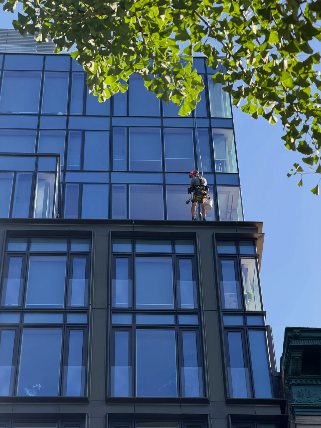 Skyway rope access technician cleaning a glass facade, framed by a gingko tree